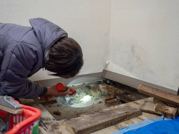 Best Mold Damage Restoration  in New Martinsville, WV
