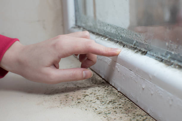 Dehumidification Services in New Martinsville, WV